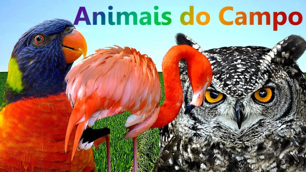 Som da Aves (Bird Sounds) Arara - Coruja - Pelicano - Flamingo - Gaivota