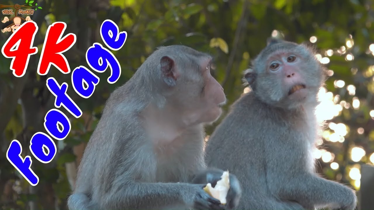 4K Quality Animal Footage - Monkeys Beautiful Scenes Episode 17 | Viral Monkey