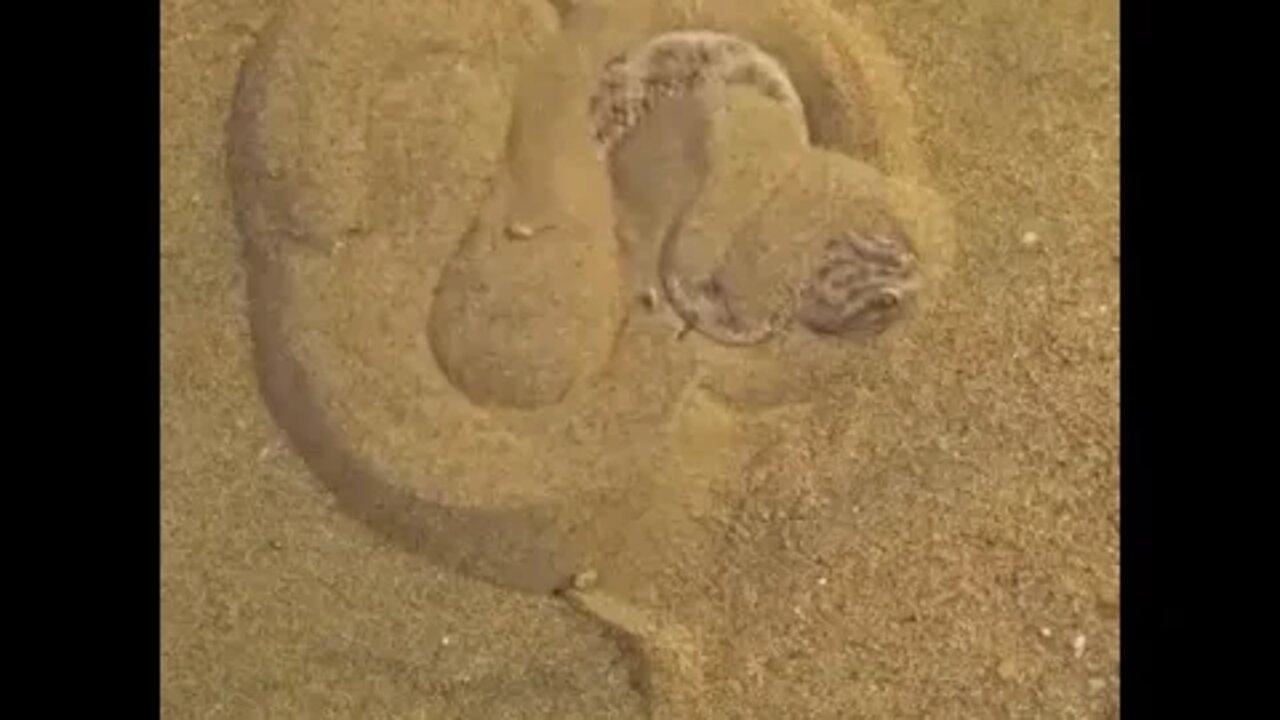 How a sand viper is hiding in the sand 😱