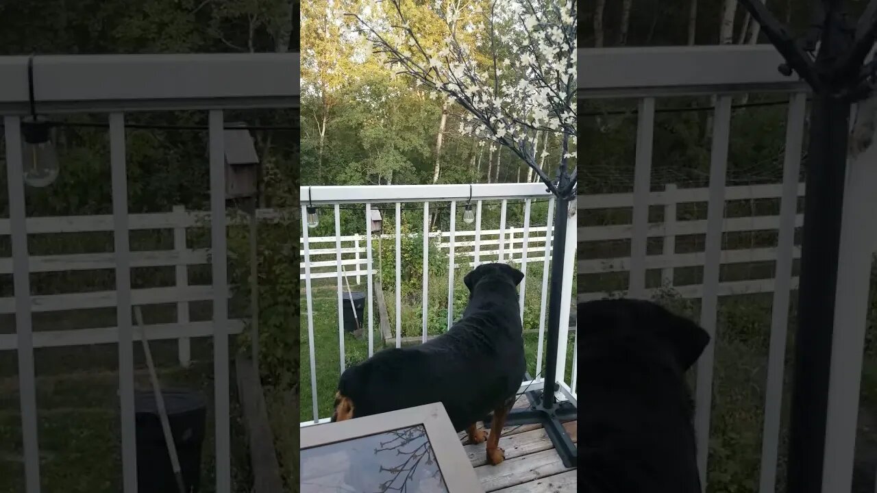 Rottweiler And The Deer! 💖 #rottweiler #shorts