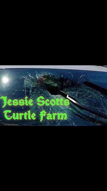 Jessie Scott’s Turtles Are Ruthless #Shorts
