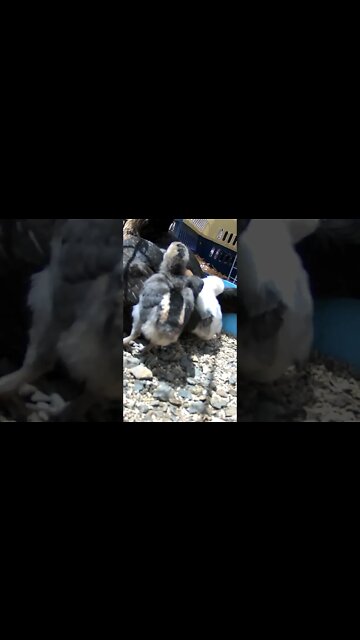 Baby chicks with mother hen