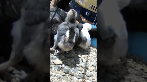 Baby chicks with mother hen