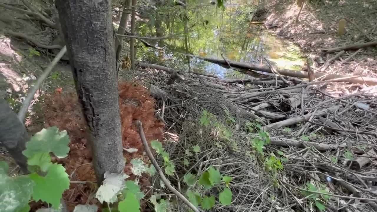 Is it town or county land? Hamburg man trying to clear source of flooding