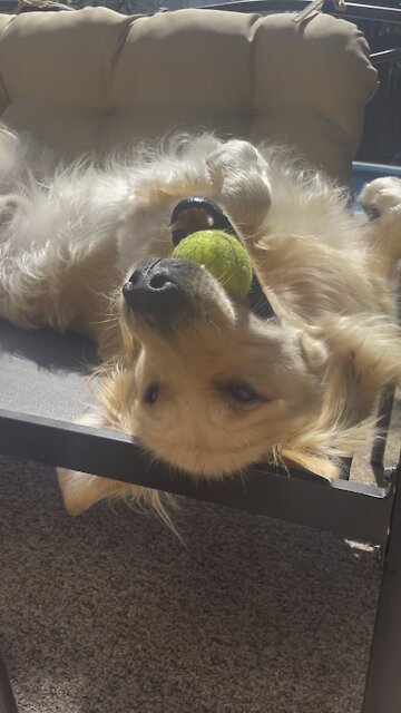 Fluffy Golden Retriever