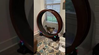 Gato fazendo esteira 😲