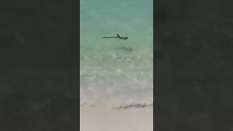 Baby Hammerhead Shark, swimming in Florida