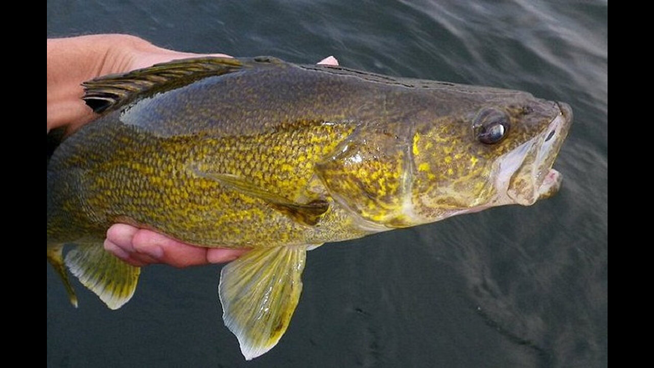 SPRING WALLEYE Fishing BEFORE A STORM!