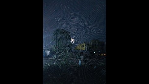 Night spider