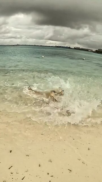 when sharks attack a stingray #shark #sharks #ocean #sharkweek #underwater