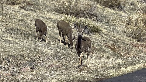 These deer love the mountains