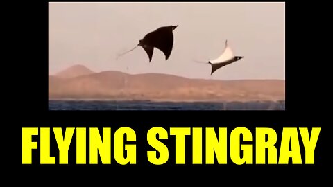 Flying Stingrays