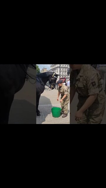 giving the Queen's Guards Horse water on the hotest day #horseguardsparade