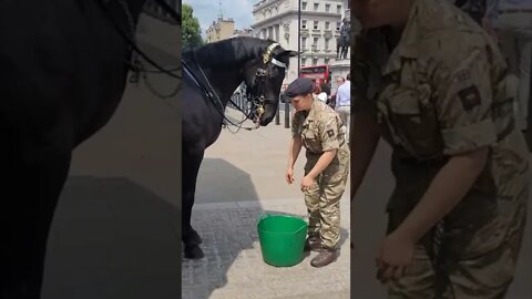 giving the Queen's Guards Horse water on the hotest day #horseguardsparade