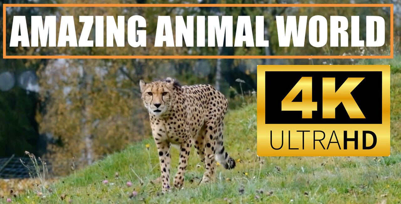 AMAZING ANIMAL WORLD - 4K VIDEO -ULTRA HD VIDEO- Relaxing Music