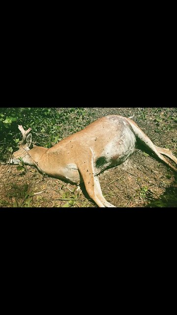 Frustrations of Deer Hunting! #shorts