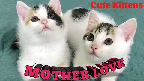 Mother love.cute cat