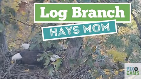 Hays Eagles Mom brings in a Log 2021 11 04 13:07