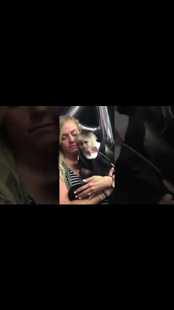 Gatos e Cães Engraçados, Fofinhos, Curiosos, Gatinhos #shorts # Pets #gatinhos #cachorrinhos