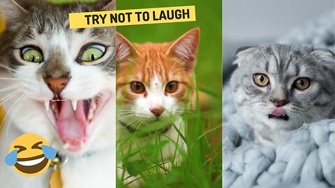 TRY NOT TO LAUGH OF FUNNY ANIMALS VIDEOS