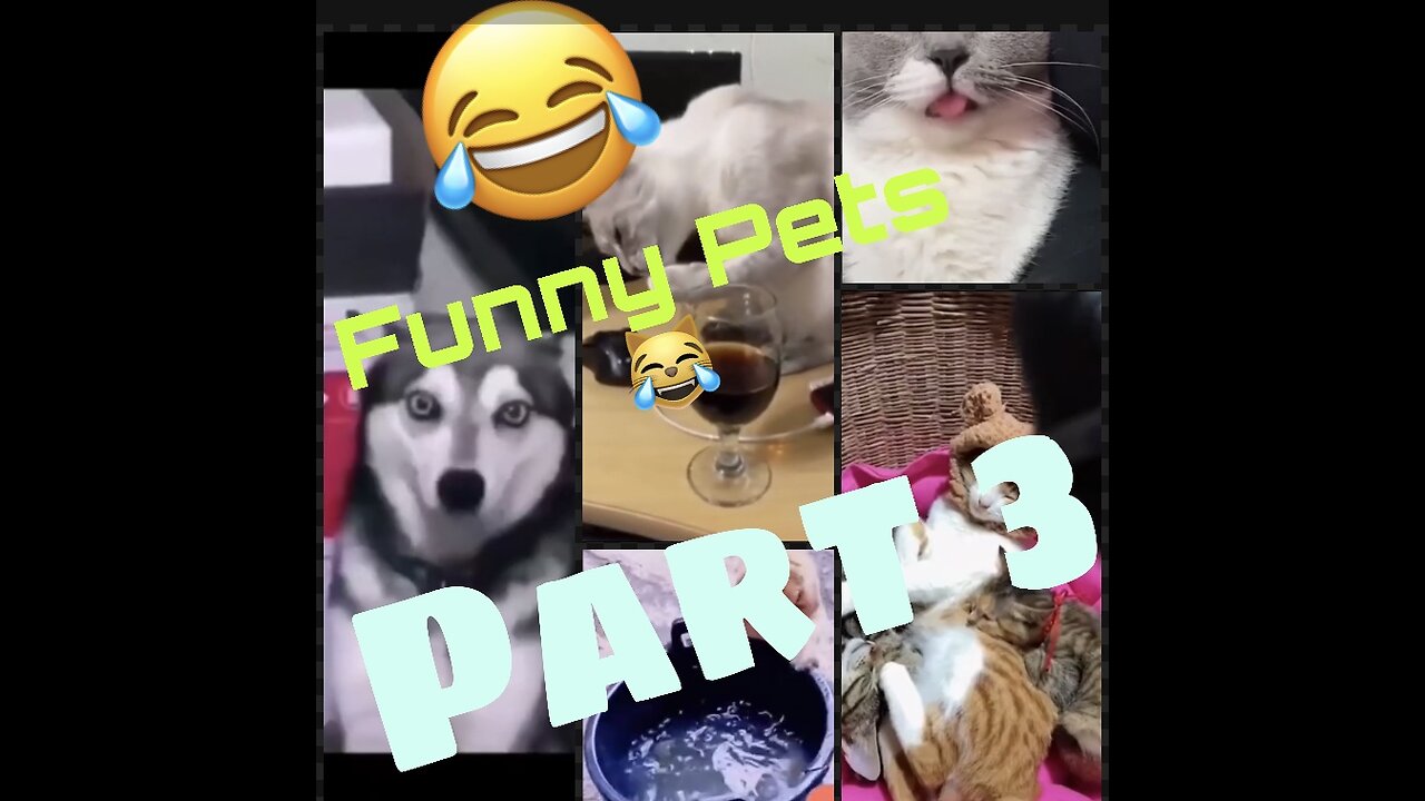 Funny cat’s Dog’s moment 😹😂 Part-3