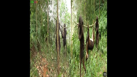 Watch how the tribals hunt forest goats in the forest