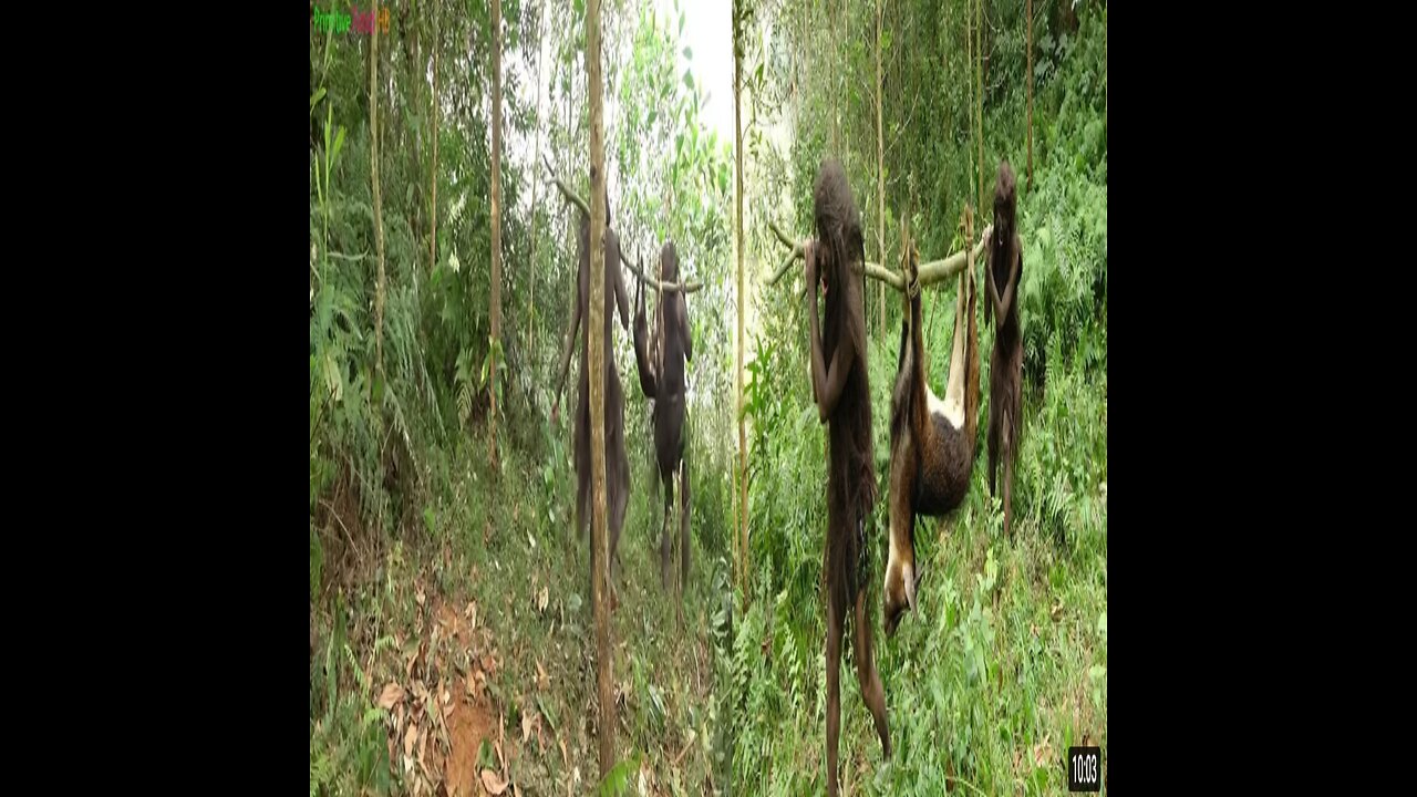 Watch how the tribals hunt forest goats in the forest