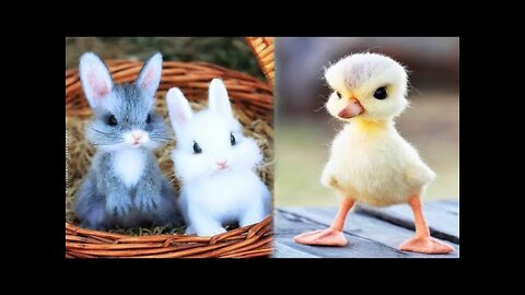 AWW (*,*) Cutest baby animals COMPILATION