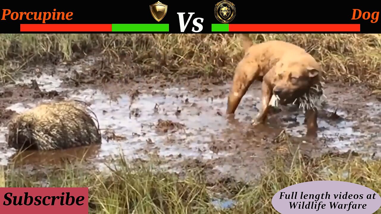 UNSTOPPABLE Porcupine CONQUERS Lion, Snake, Leopard, and Dog in EPIC BATTLES!
