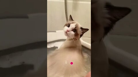 funny cat videos cute cat videos cute animals funny cats #shorts #shortsfunny #cutecat #funnycat