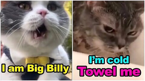 Cats talking !! these cats can speak english better than hooman | Human