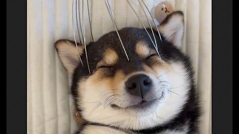 Spa Day For The Doggo - HaloRockNews