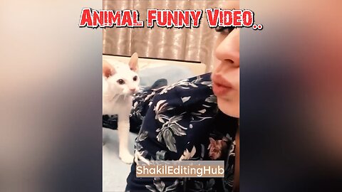 Funny Animal Video
