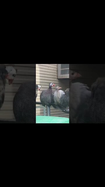 Noisy guinea fowl act innocent when videoed