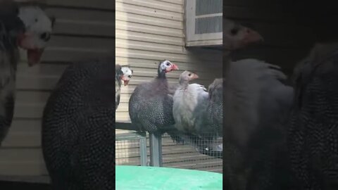 Noisy guinea fowl act innocent when videoed