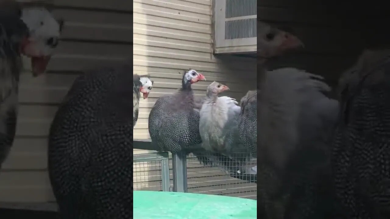 Noisy guinea fowl act innocent when videoed