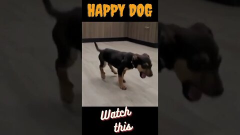 VeryhappyDog #tiktok #tiktokvideo #tiktokviral #usa #philippines #video #dog #dogs #animals #shorts