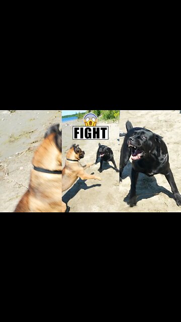 Cane Corsos Fight 😱 #shorts #pets