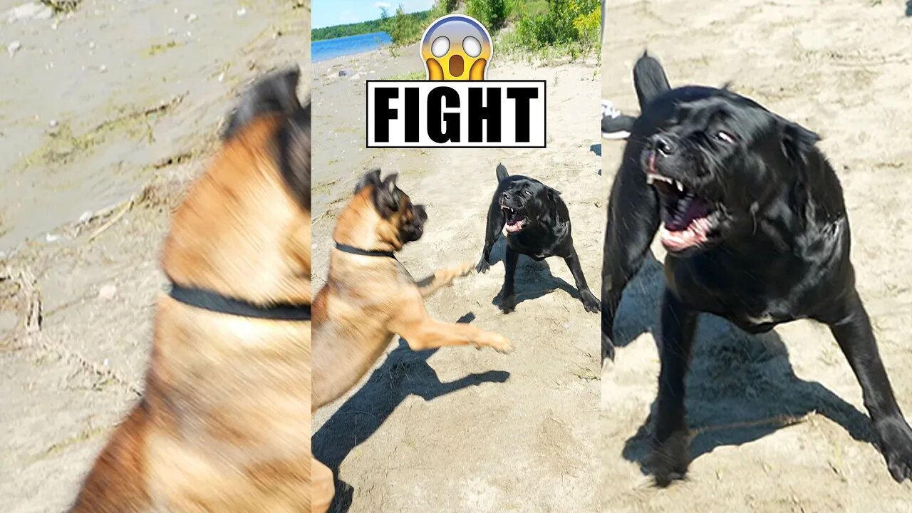 Cane Corsos Fight 😱 #shorts #pets