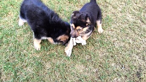 German shepherd double coat, Cute puppy