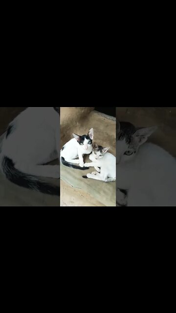 cute cat sleep😴#shorts