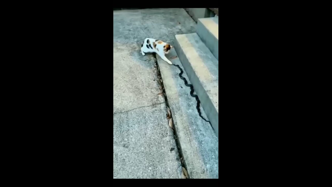 cat_😺😺😺_and_snake_fight_#like(720p)