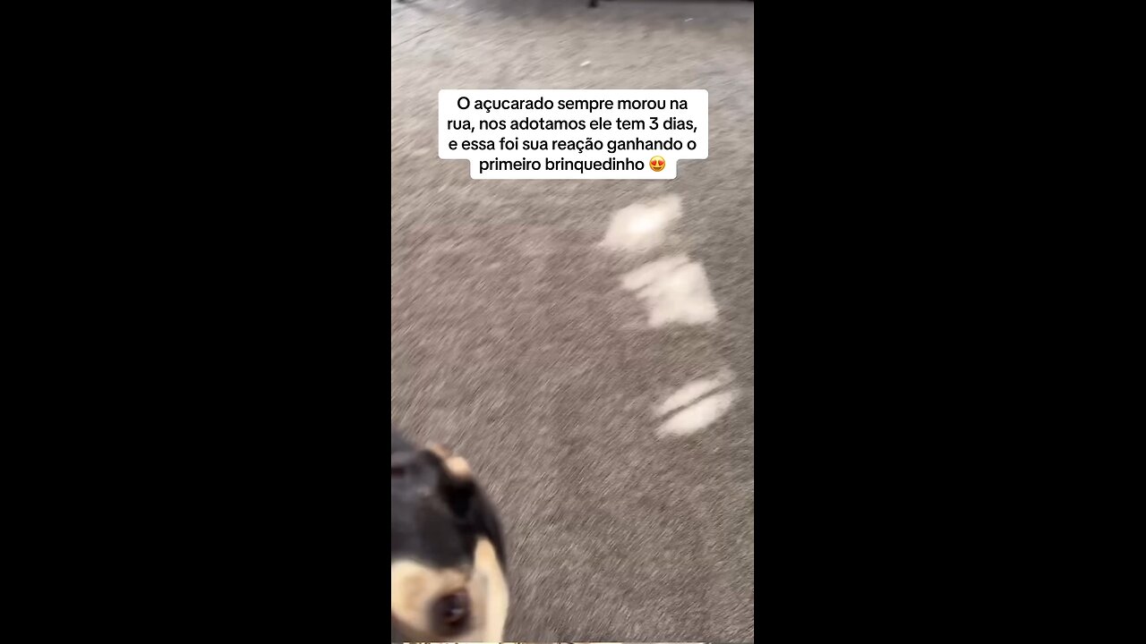 Happy Dancing Puppy With Toy