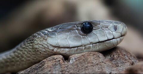 BLACK MAMBA #VIRAL