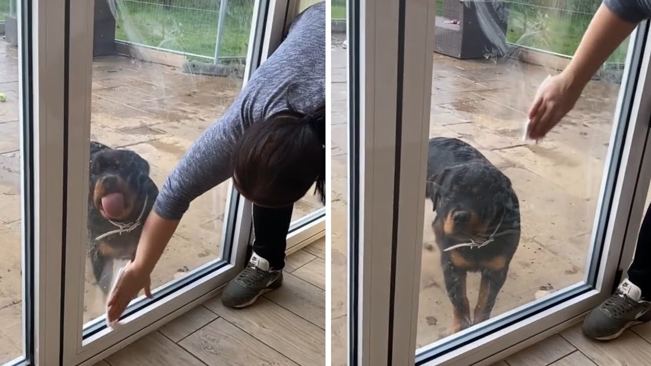 Pup eager to help owner clean the glass door