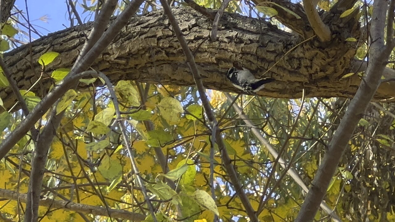 Hairy Wood Pecker pecking upside down
