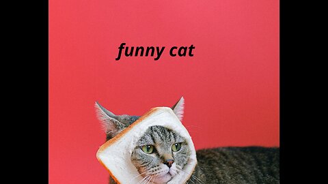 Vidéos de chats drôles jamais 2023🐱
