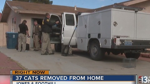 37 cats removed from Las Vegas home