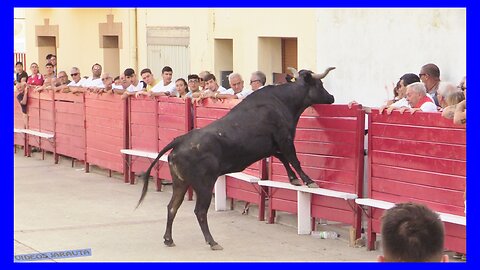 CADREITA ( NAVARRA ) TARDE VACAS EN CALLE ( MARTES 18 JULIO 2023 ) GANAD.SANTOS ZAPATERIA