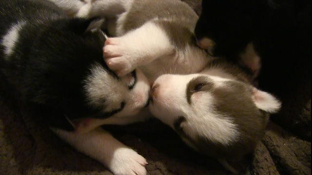 Siberian Husky Puppies Play then Kiss Goodnight!